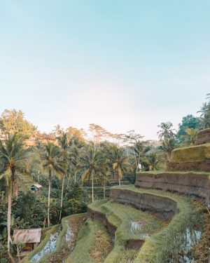 Tegalalang Rice Terraces in Ubud