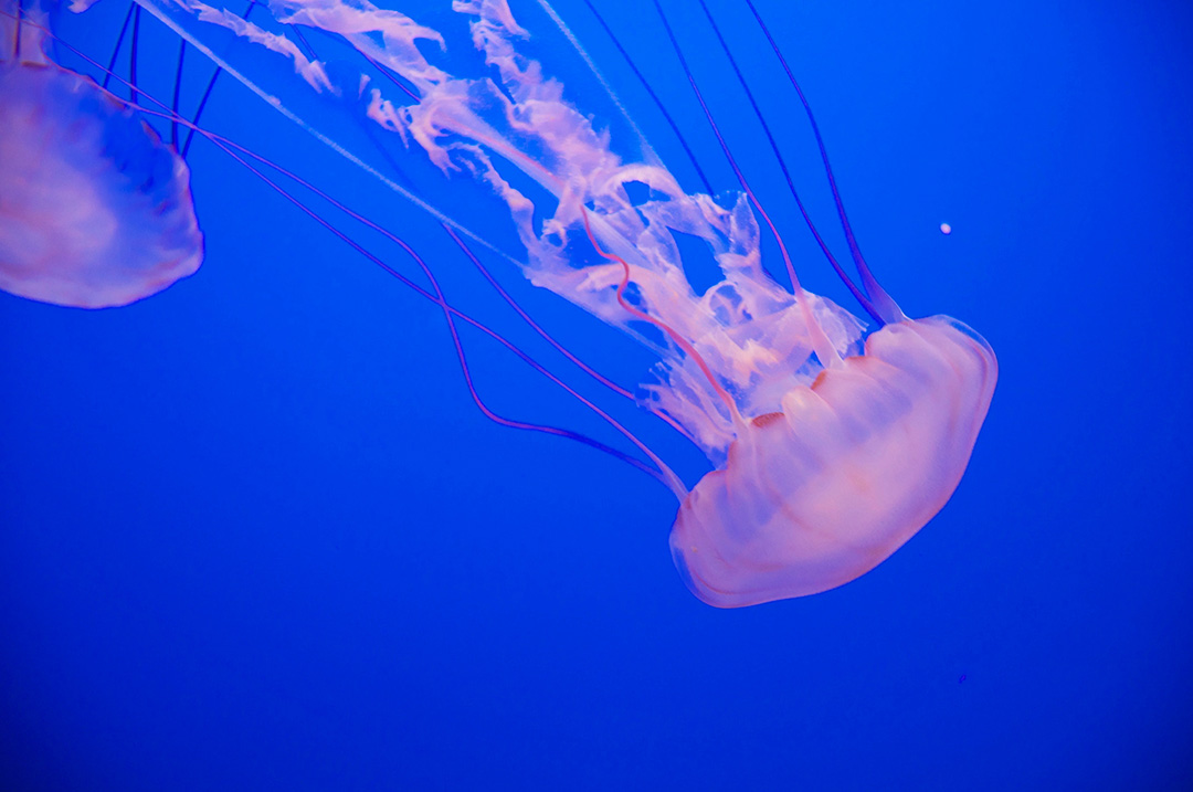 Koh Lipe jellyfish or jellyfish in general